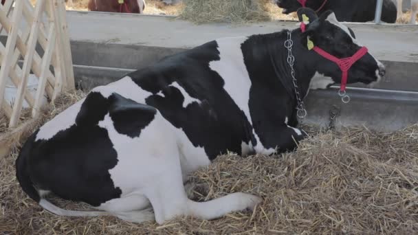 Uma Vaca Grande Que Coloca Celeiro Fazenda — Vídeo de Stock