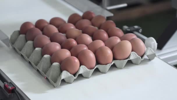 Marcando Huevos Cartón Cinta Transportadora — Vídeo de stock