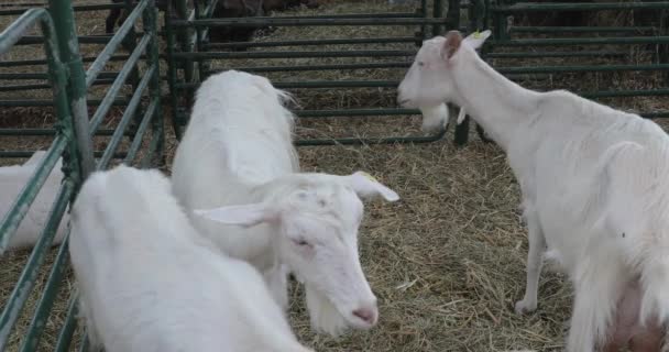 Grandes Cabras Brancas Caneta Fazenda — Vídeo de Stock