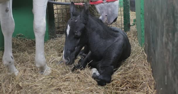 Νεογέννητο Μαύρο Πουλάρι Άλογο Που Θέτει Κάτω Στάβλους — Αρχείο Βίντεο