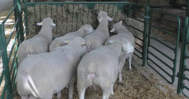 Πρόβατα Που Τρώνε Σανό Στην Πένα Στο Farm — Αρχείο Βίντεο