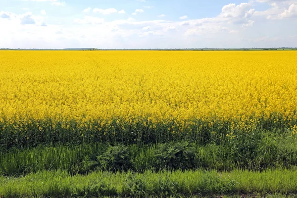 Canola Colza — Fotografia de Stock