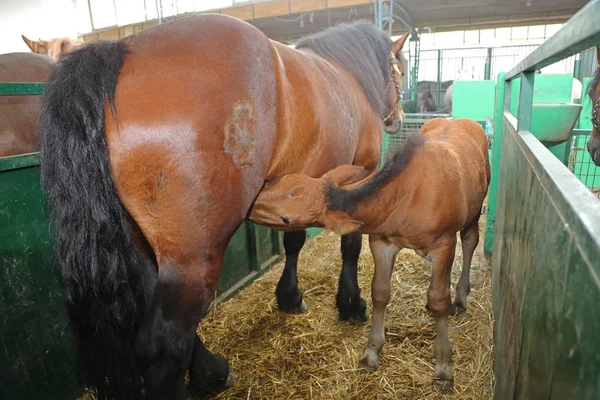 Presa caballo potro —  Fotos de Stock