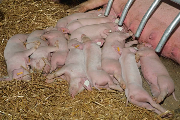 새끼 돼지 수면 — 스톡 사진