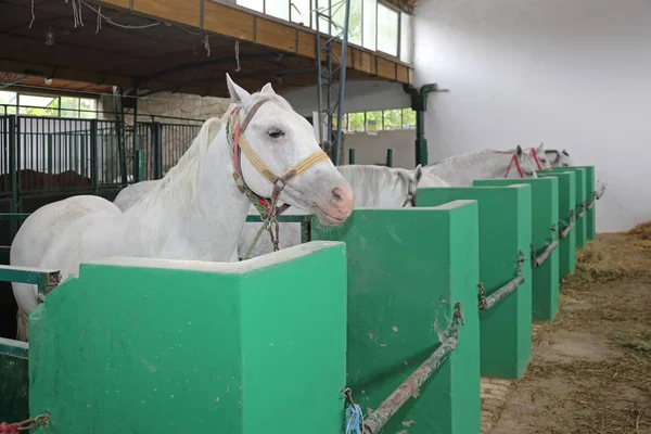 Caballos blancos —  Fotos de Stock