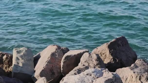 Große Felsige Küste Der Adriatischen Küste Italien — Stockvideo