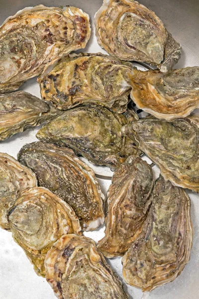 Stenen oesters — Stockfoto