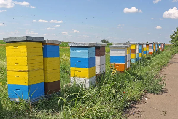 Colmeia colorida — Fotografia de Stock