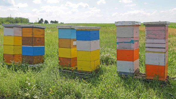 Beehive — Stock Photo, Image