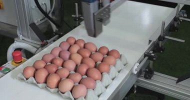 Konveyör bant üretiminde karton yumurta işaretleme