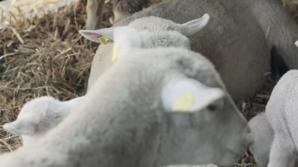 Moutons à brebis blanches en enclos à la ferme 
