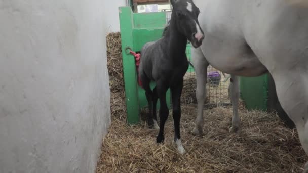 Pasgeboren Zwart Veulen Paard Bij Stables Farm — Stockvideo