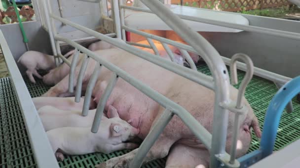 Nagy Koca Malac Farrowing Pen Modern Farm — Stock videók