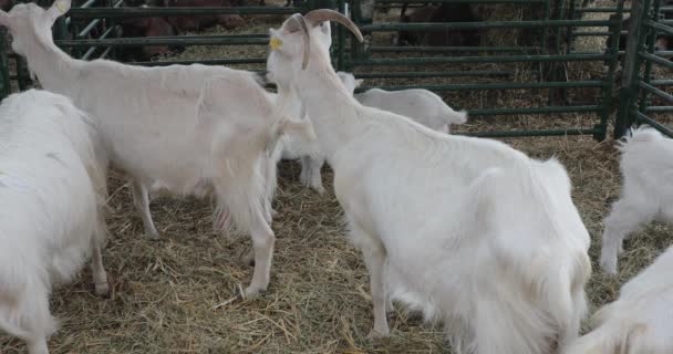 Grandes Cabras Brancas Caneta Fazenda Animal — Vídeo de Stock