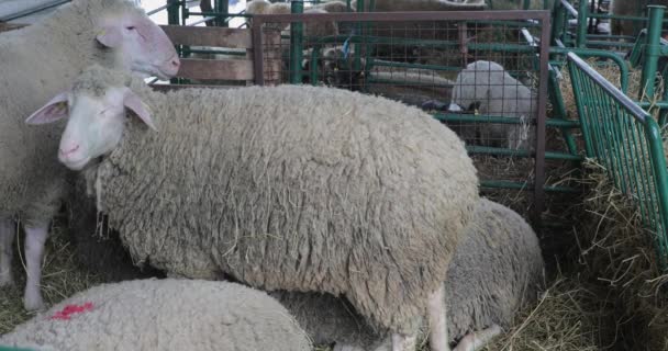 Moutons domestiques en enclos à la ferme animale 