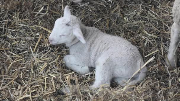 Agnello Appena Nato Sdraiato Fattoria — Video Stock