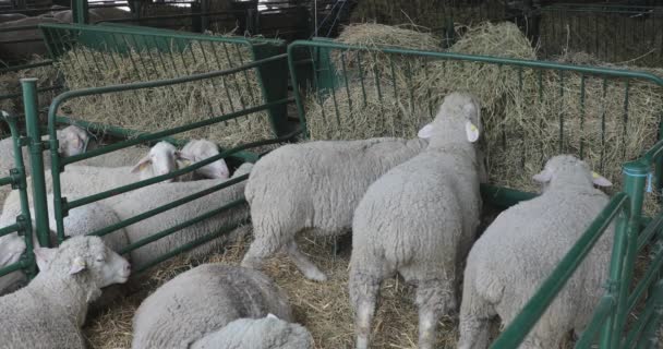 Feno Ovelha Caneta Fazenda Animais — Vídeo de Stock