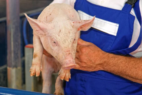 Landwirt hält Ferkel — Stockfoto