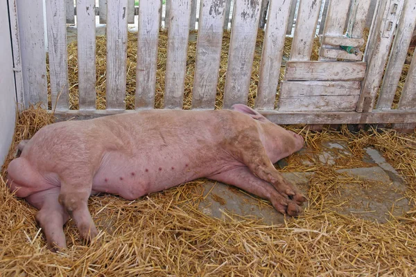 Dead Pig — Stock Photo, Image