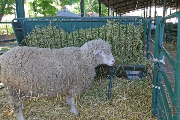 Granja ovina — Foto de Stock