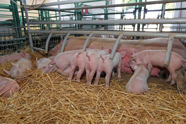 Suckling Piglets — Stock Photo, Image