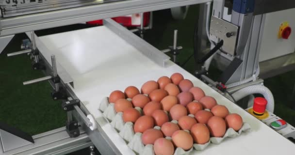 Código Fecha Huevos Cartón Cinta Transportadora — Vídeos de Stock