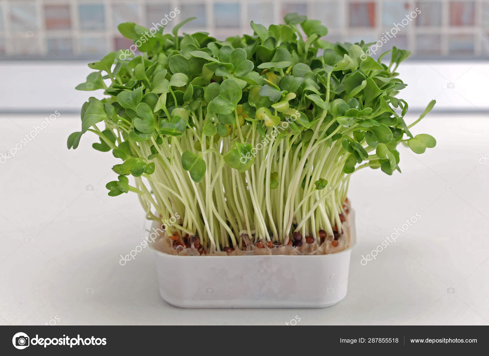 食用水菜 图库照片 C Baloncici