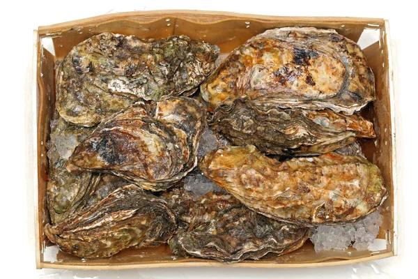 Oesters vak — Stockfoto