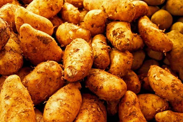 Špinavá brambora — Stock fotografie