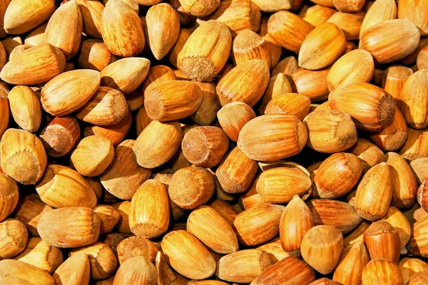 Hazelnuts — Stock Photo, Image