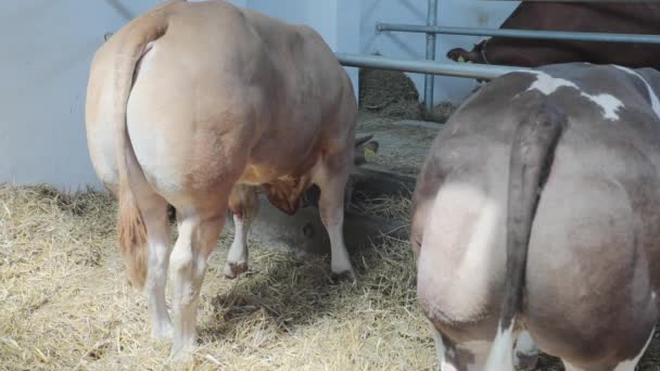 Gros taureaux dans la grange à la ferme de bovins 