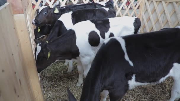 Маленькие Новорожденные Коровы Амбаре Ферме — стоковое видео