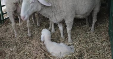 Ewe Ile çiftlikte bir yenidoğan kuzu döşeme