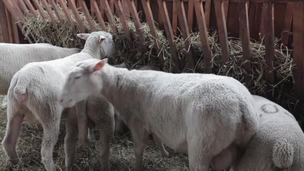 Pecore Che Mangiano Fieno Recinto Presso Fattoria Degli Animali — Video Stock