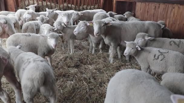 Ovinos Domésticos Caneta Fazenda Animal — Vídeo de Stock