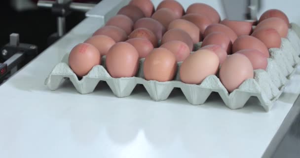 Data Codificação Dos Ovos Caixa Correia Transportadora — Vídeo de Stock