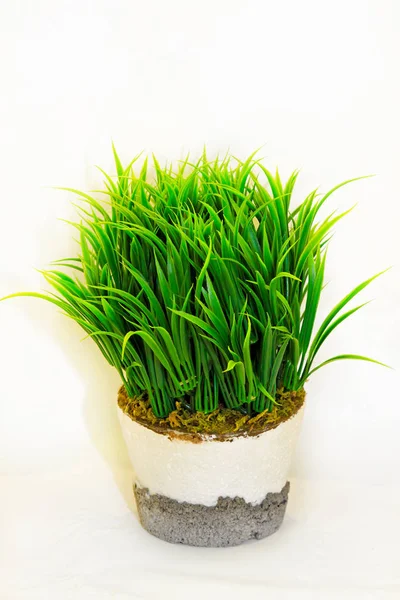 Herbe plante — Photo