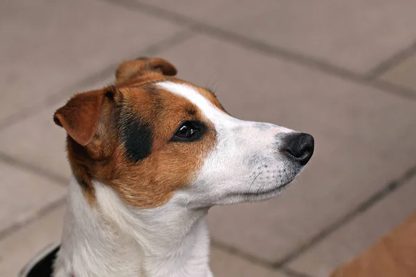 Jack Russell — Photo