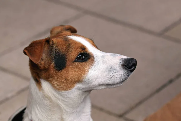 Jack russell — Stockfoto