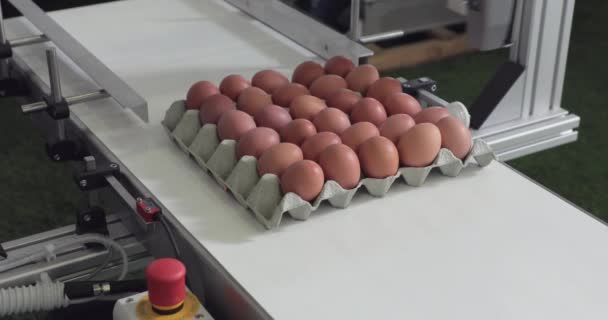 Codificação Ovos Caixa Correia Transportadora — Vídeo de Stock