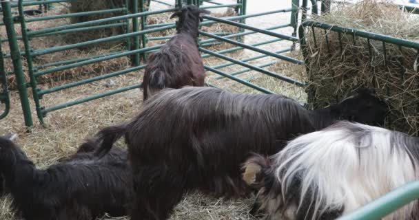 黑山羊在农场的钢笔里吃干草 — 图库视频影像