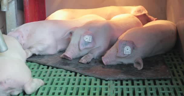 Nyfödda Piglets Värmelampa Gården — Stockvideo