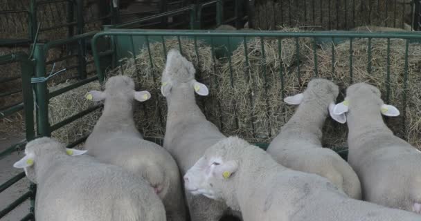 Owce Domowe Cote Animal Farm — Wideo stockowe