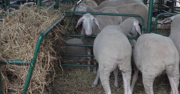 Feno Ovelha Cote Fazenda Animal — Vídeo de Stock