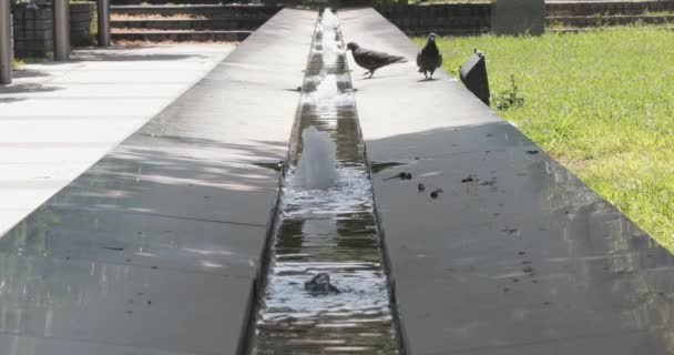 Two Pigeons Water Stream Park — Stock Video