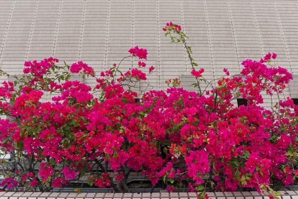 Flores cor de rosa — Fotografia de Stock