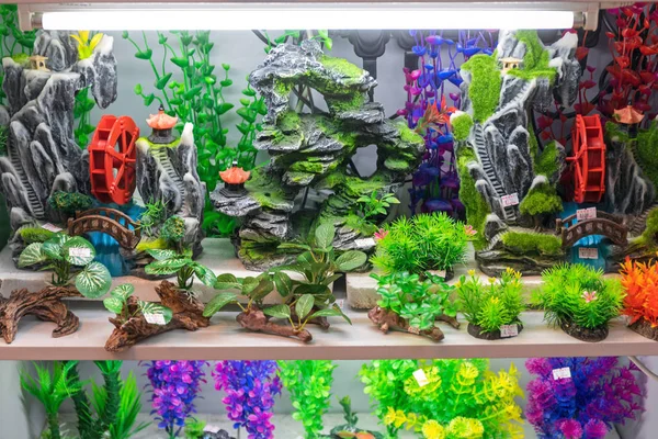 Aquarium Plantes Décoration — Photo
