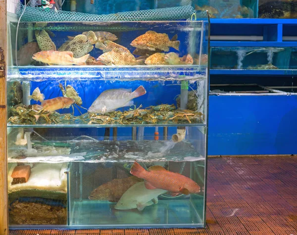 Live Fish Market — Stock Photo, Image