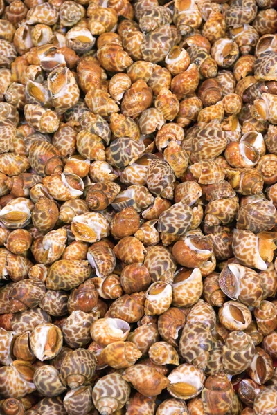 Snails Food — Stock Photo, Image