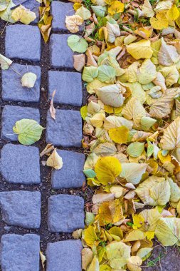 Yaprakları Parke Taşı